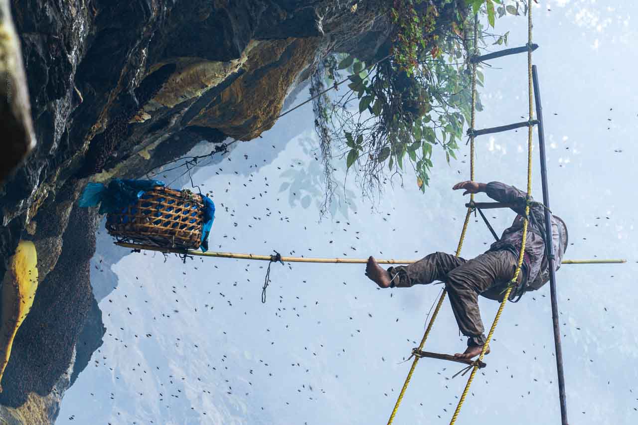 harvesting-honey