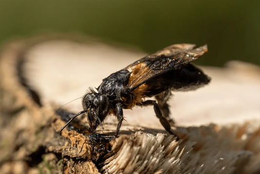 honey-bee-symbolism