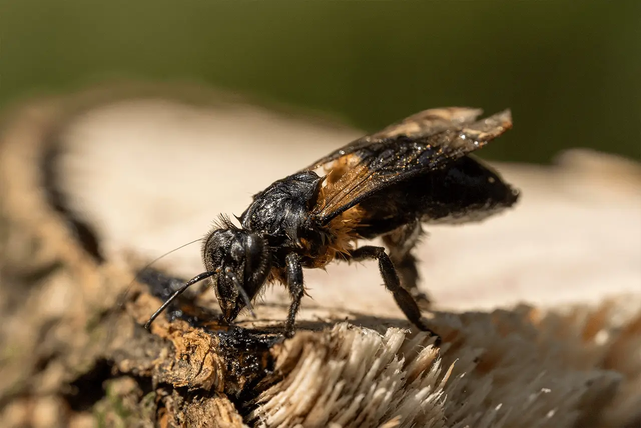 honey-bee-symbolism