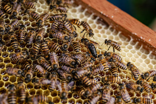 Role Of A Queen Honeybee