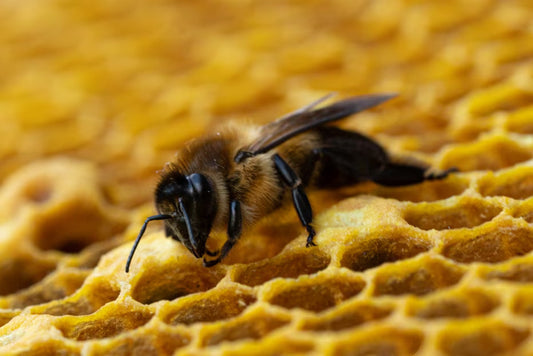 How Climate Change Is Affecting Honey Bees in Nepal
