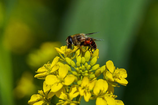 different species of honeybees of nepal 