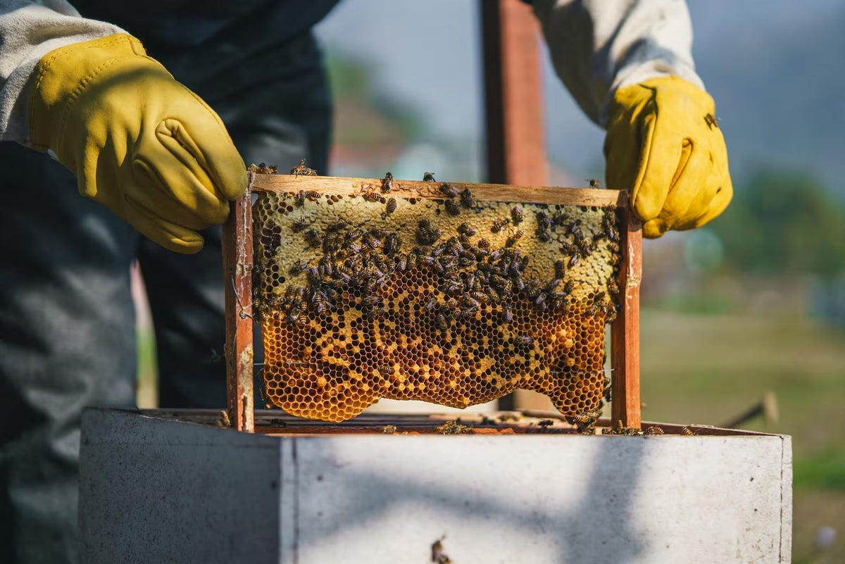 How To Protect Bees In Extreme Heat
