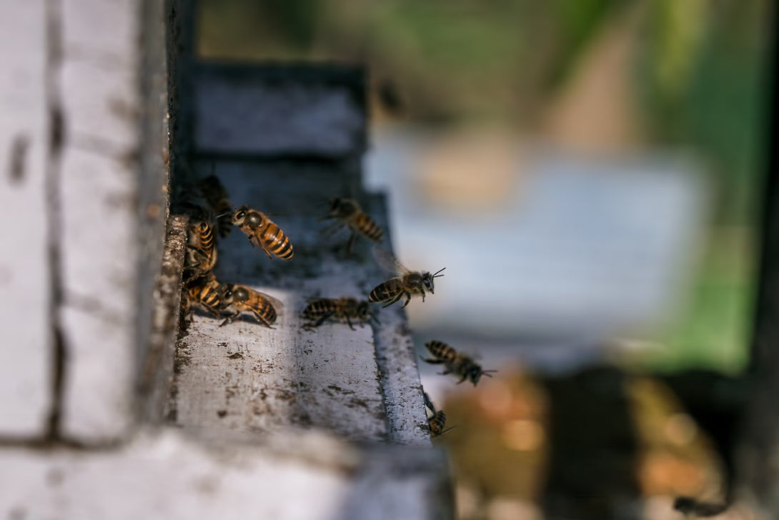 role of worker bees