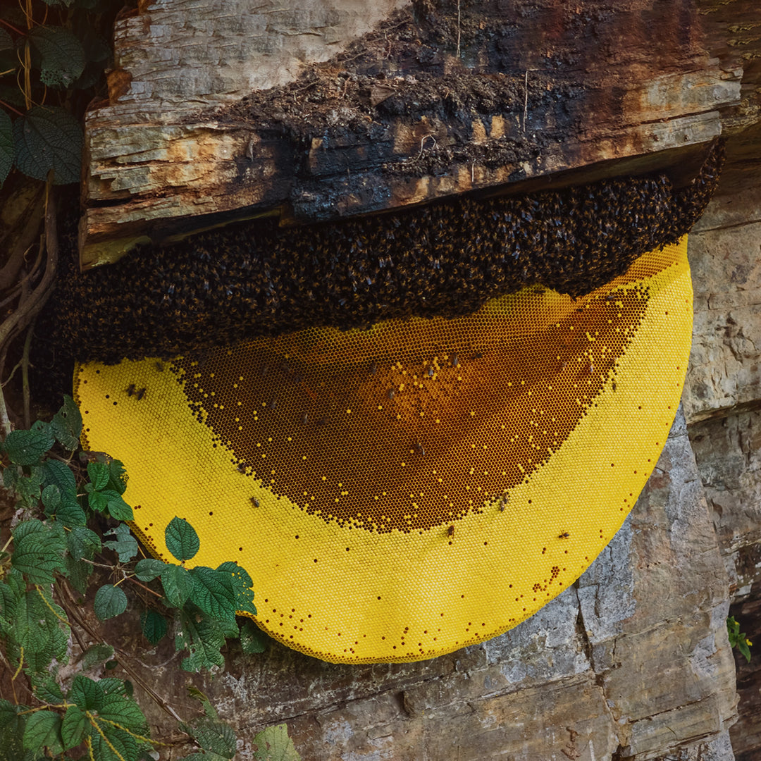 Cliff Honey Collection Banner