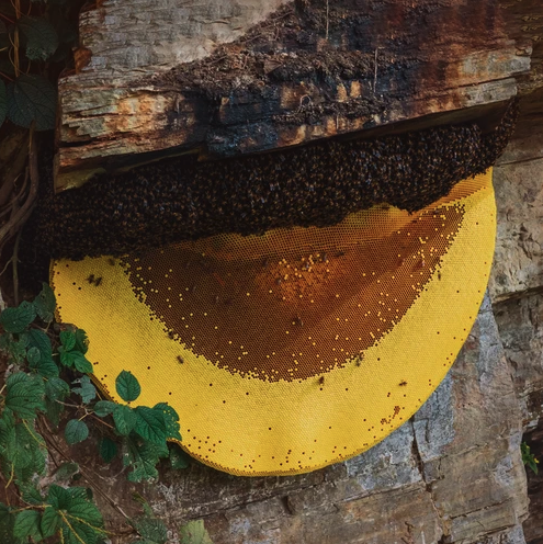 Cliff Honey Collection Banner