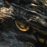 What is Cliff Honey?